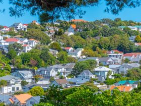 Wellington residential property